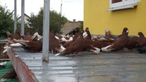 22.09.2021.Николаевские голуби(Красные белохвостые) «на счёт продажи»+7 961 607 06 15.