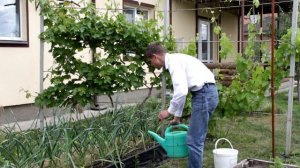 Как увеличить урожай чеснока. Супер метод.