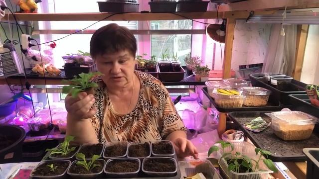 После такой пикировки петуния будет цвести пышным ковром. смотреть онлайн