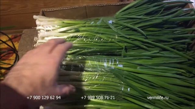 Лук выращенный на биогумусе без миниральных удобрений 06 01 2018г