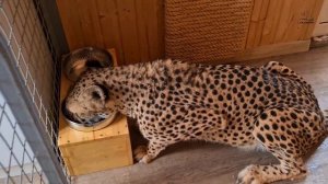 Снежный гепардик! Гепард Герда довольная бегает по снегу!