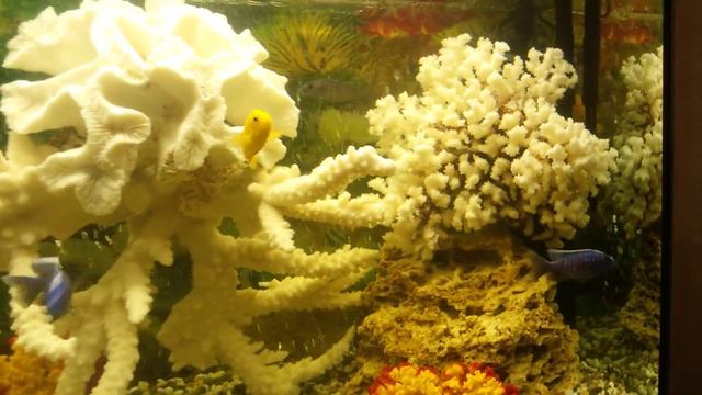 Панорамный 230л аквариум. Зеленоградские Аквариумные Комплексы. Экспозиция Псевдоморе.