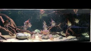 Кормление Pterophyllum Аltum артемией