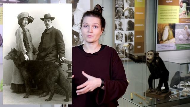 Зоопсихология и секретная лаборатория Дарвиновского музея. Елена Сударикова.