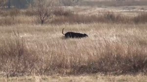 Саратовские областные испытания борзых собак 12-15.10.2019г.