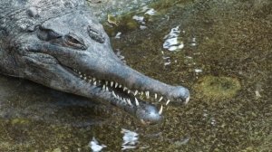 Gharial | Gavial | Fish-eating Crocodile | Animals | No Copyright Video