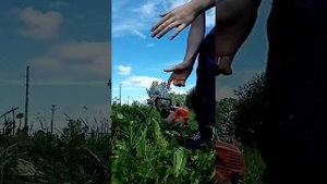 Бензокоса штиль фс 38