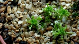 Цефалотус. Спустя 1,5 месяца.