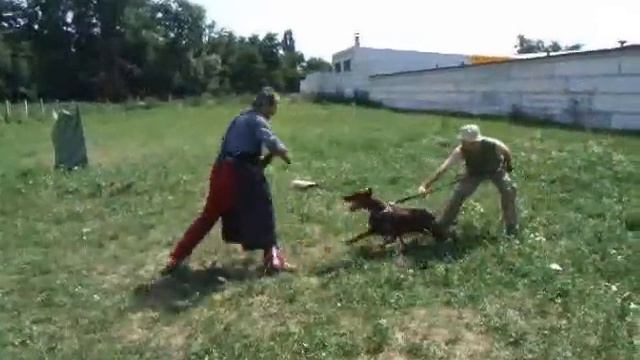 Doberman training смотреть онлайн