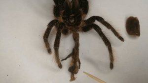 Определяем пол паука. Brachypelma (Tliltocatl) albopilosum L11. Дал имя пауку.