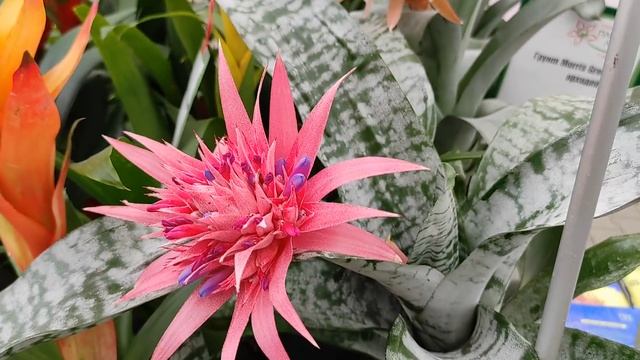 №427/ ТОТАЛЬНОЕ снижение ЦЕНЫ на все растения и ОРХИДЕИ в ПЛАНЕТА ЛЕТА смотреть онлайн