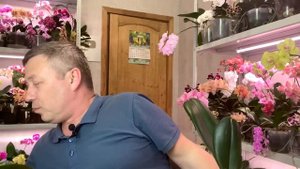 будим орхидеи ПРОДОЛЖЕНИЕ // стимуляция и защита орхидей СИЛИПЛАНТ