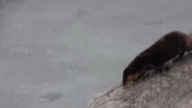 Nikon Coolpix P1000 vs Panasonic Lumix FZ1000...wait!! what happened???? смотреть онлайн