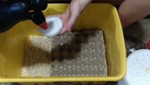 Мраморные тараканы 1000+. И их содержание