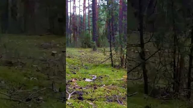 КРАСОТА