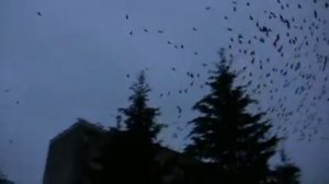 Huge flock of birds over the city