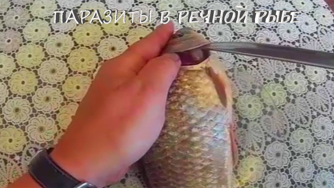 Паразиты, что живут в речной рыбе. Часть вторая ПИЯВКА кровосос! Рыбы Амура.