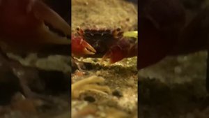 Мангровый краб кушОет