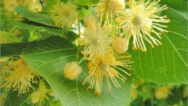 КАК ВЫВЕСТИ СЛИЗЬ ИЗ ОРГАНИЗМА