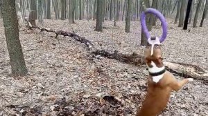 AMSTAFF (Стаффорд) Арчи , 1 год