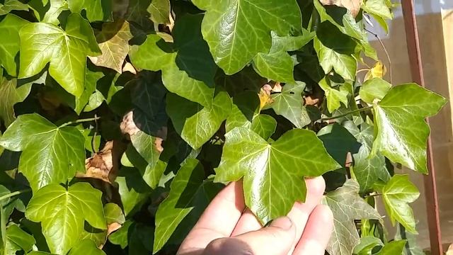 09.06.2021. Плющ обыкновенный. Hedera helix. Итоги зимовки 2020-2021. смотреть онлайн