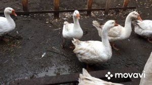 Как начать разведение гусей и дойти до формирования потомственного стада