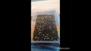 Выращивание седума ложный малиновый от Семена Алтая, альпийская горка из семян. Отрицательный опыт.