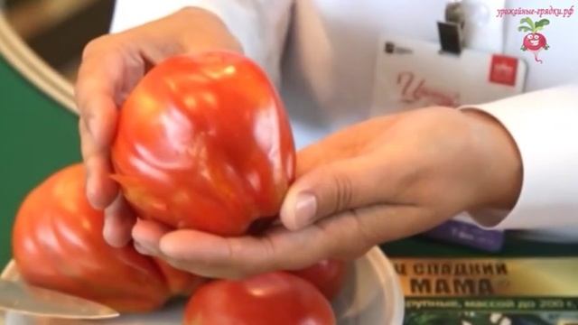 Семена томата сортов «ДЕДУШКИН F1» и «СТО ПУДОВ» #urozhainye_gryadki смотреть онлайн