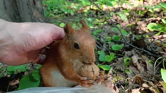 Гладить белку. Белка спит. Белки смешные с надписями. Белка ладошками. Гладить белку.