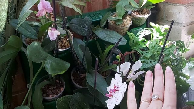 Цыплята + перепела содержания вместе ❤/ Кушаем клубнику / Орхидеи у родителей смотреть онлайн