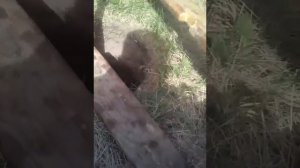 ТИСЭ несколько советов как облегчить бурение и разбуривание лунок для свайно ростверкого  фундамент