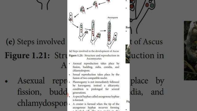 Fungi 2 смотреть онлайн
