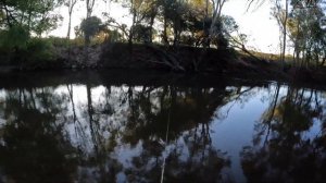 first Murray cod off the surface for 2023