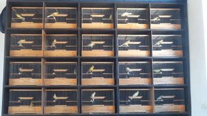 004Птенцы Русской породы певчих канареек "Овсяночный напев"