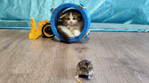 Котенок и хомяк, желтый самосвал и синий барабан.