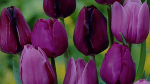 TOP 7 WARNA BUNGA TULIP DAN ARTINYA, PILIH WARNANYA SESUAI DENGAN KEBUTUHANMU смотреть онлайн