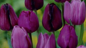 TOP 7 WARNA BUNGA TULIP DAN ARTINYA, PILIH WARNANYA SESUAI DENGAN KEBUTUHANMU