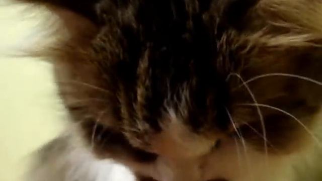 Кот чихает смотреть онлайн