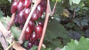 Пять новейших гибридных форм винограда Голуба Анатолия Алексеевича