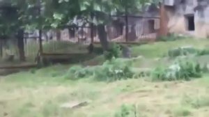 Журавль отбился от тигров в зоопарке города Фуян, Китай