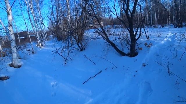 Петли на зайца (силки). Установка петель на зайца беляка. смотреть онлайн