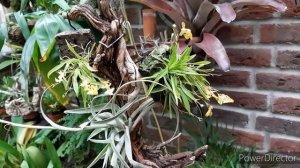 Новые МИНИ Орхидеи в коллекции. Миниатюрная орхидея.