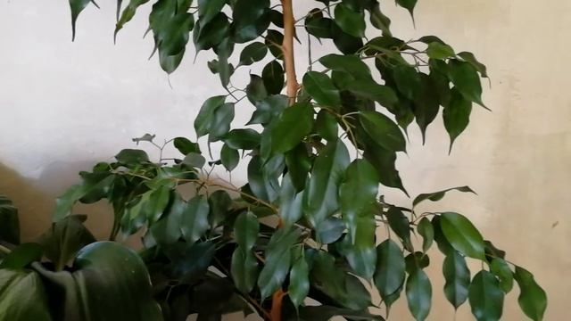 фикус бенджамина смотреть онлайн