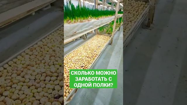 СКОЛЬКО МОЖНО ЗАРАБОТАТЬ С ОДНОЙ ПОЛКИ?