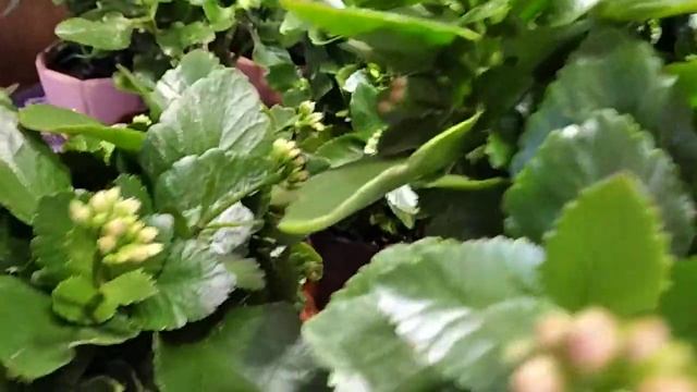 Каланхоэ и уход / Дружное появление цветоносов смотреть онлайн