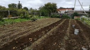 картофелекопалка на мотокультиваторе  мк 265  МАСТЕР копаем картошку после дождя.