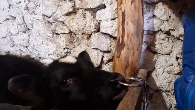 Зачем быкам кольцо в носу? смотреть онлайн