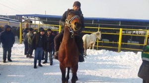 Андижон Кургонтепа Хайвон бозоридан Отлар нархи