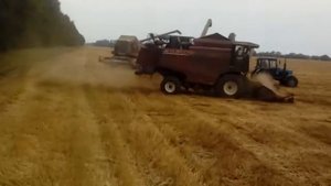 Акрос 580 Обмолот гороха 18 августа 2019 г.