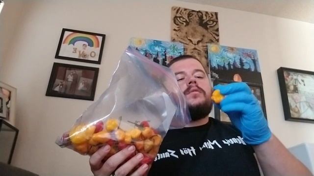 50 Yellow Moruga Scorpion peppers :) смотреть онлайн